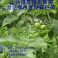 8518核桃苗