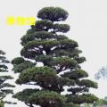 黑松