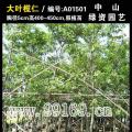 大叶榄仁
