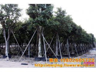 细叶榕