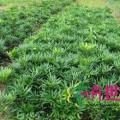 细叶十大功劳