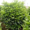 非洲茉莉