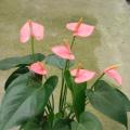 红掌-菲红