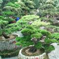 黑松