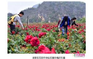 云南：丘北千亩玫瑰花海灿若云霞醉游人