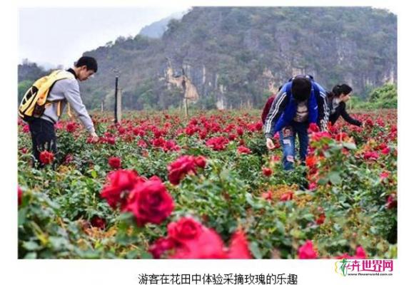 云南:丘北千亩玫瑰花海灿若云霞醉游人 云南:丘北千亩玫瑰花海灿若云霞醉游人
