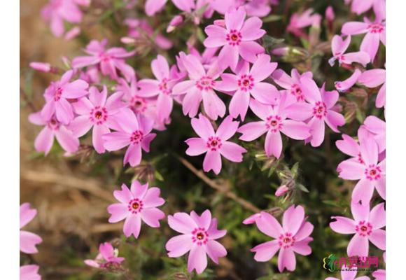 山东青州：丛生福禄考价格下跌