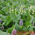 睡莲