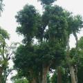 荔枝大树