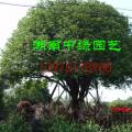 桂花