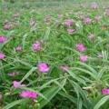 红花紫露草