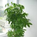 发财树