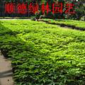 美人树苗