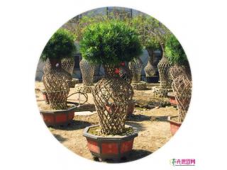 罗汉松花瓶