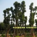 多头香樟 樟树