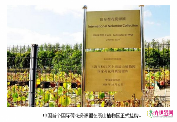 中国首个国际荷花资源圃在辰山植物园正式挂牌