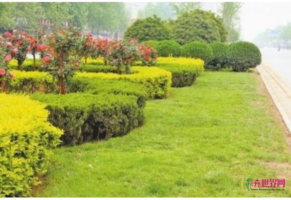 河南驻马店：每个村庄新增绿化面积75亩