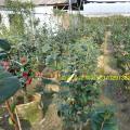 茶花（海伦鲍尔）