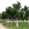 小叶榕 细叶榕