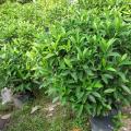 非洲茉莉