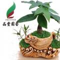 小森林