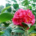 克瑞墨大牡丹（香花）