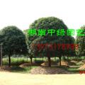 移植大桂花