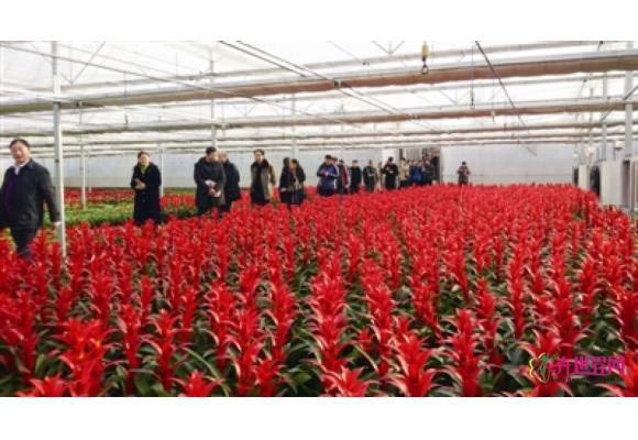 山东推进花卉产业转型升级