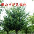 大腹木棉