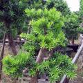 台湾罗汉松2