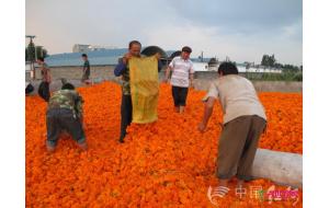 云南：万寿菊为泸西农户创收1000余万元