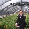 蕙兰