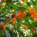 红桂花(各种规格)