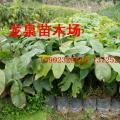 无忧树