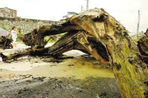 广东北江：捞出古树群 树身乌黑价比黄金(图)