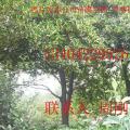 苏州桂花、苏州市光福镇桂花树、苏州苗木、苏州光福绿化苗木、桂花、古桩、造型树