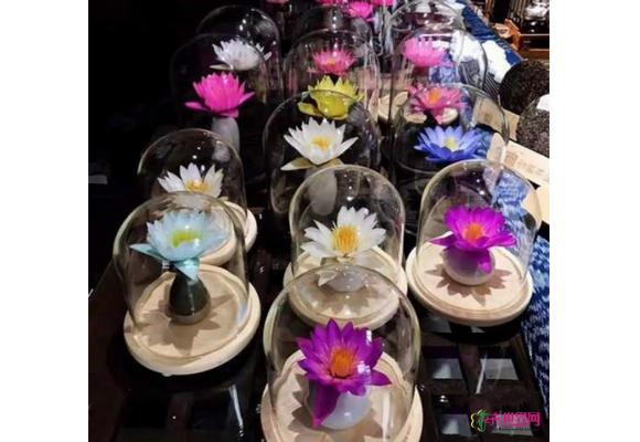 云南:莲花永生花现身斗南花卉市场 云南:莲花永生花现身斗南花卉市场