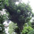 荔枝
