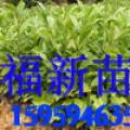 火力楠