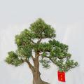小叶罗汉松
