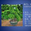 台湾罗汉松
