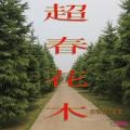 其它松柏杉竹