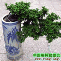 悬崖榕树盆景