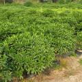 非洲茉莉