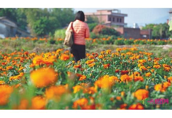 玉林市园艺场宋村花卉基地正式对外开放 玉林市园艺场宋村花卉基地正式对外开放