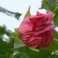 木芙蓉