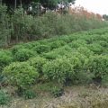 非洲茉莉
