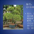 杜鹃