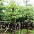 本地木棉