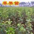 苹果